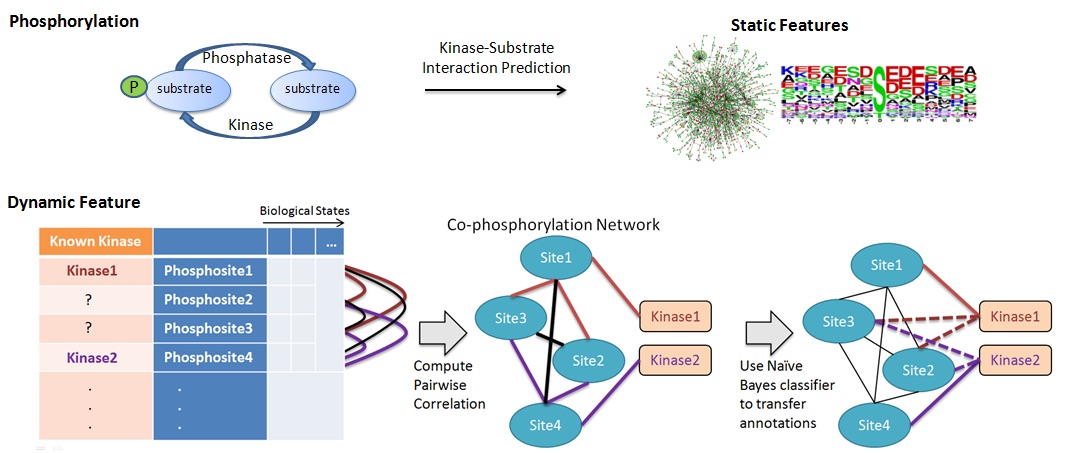 CoPhosK is the first method that uses phosphorylation data to 
predict kinases that phosphorylate proteins